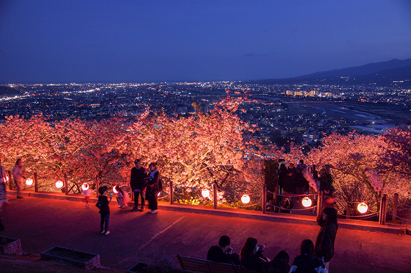 神奈川県 松田ハーブガーデン 夜景とライトアップされた河津桜は必見です One Click One Trip