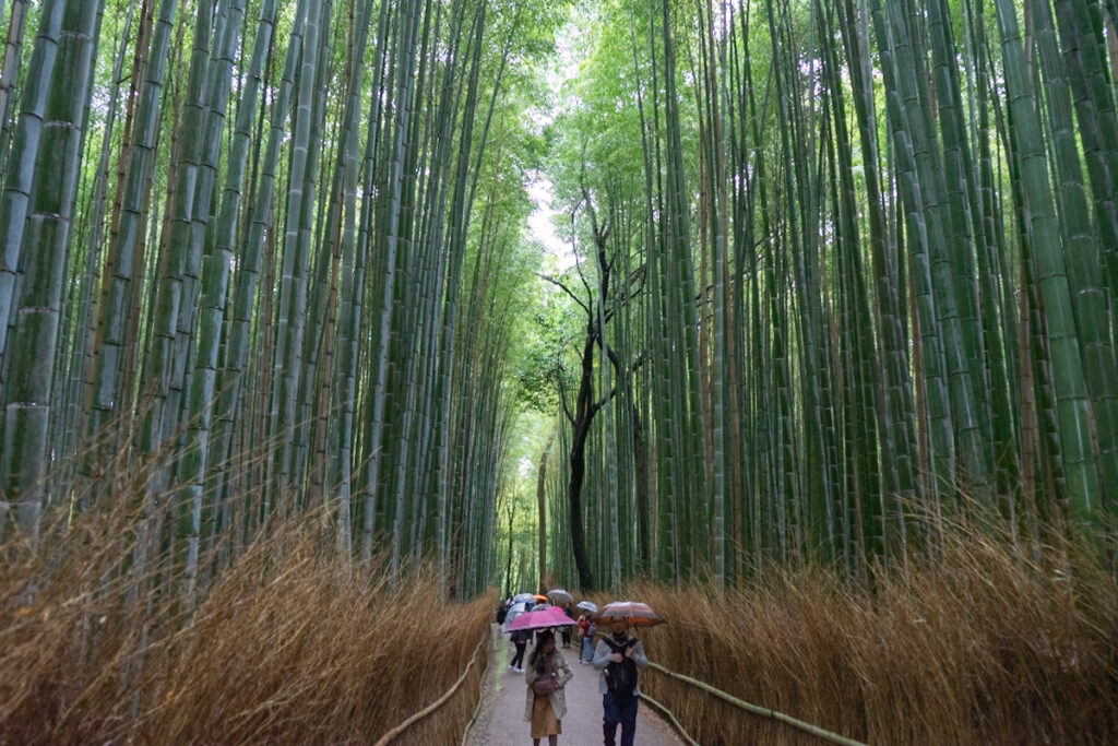 【Arashiyama Bamboo Forest Path]】Stunning green tunnel in Kyoto