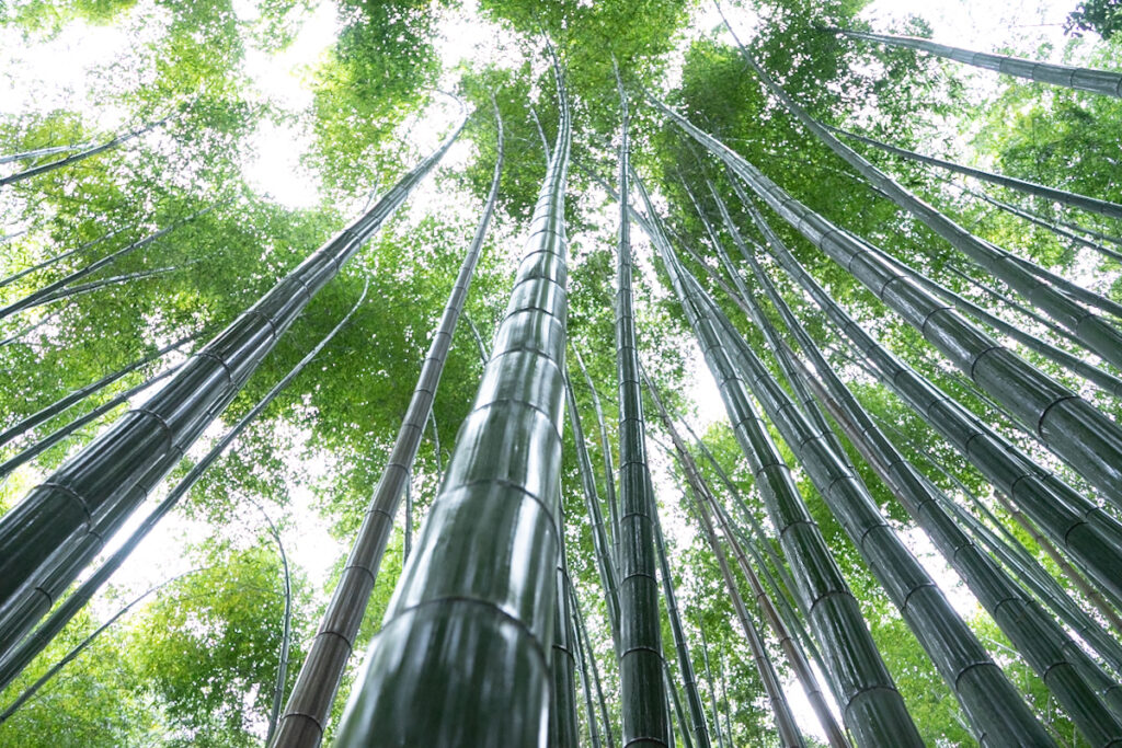 【Arashiyama 】and 【Togetsukyo Bridge】Kyoto history walk!!