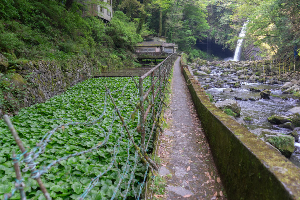 There is a wasabi field nearby