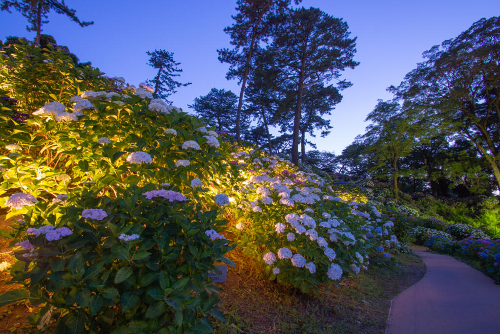 Hydrangeas and lotuses in summer