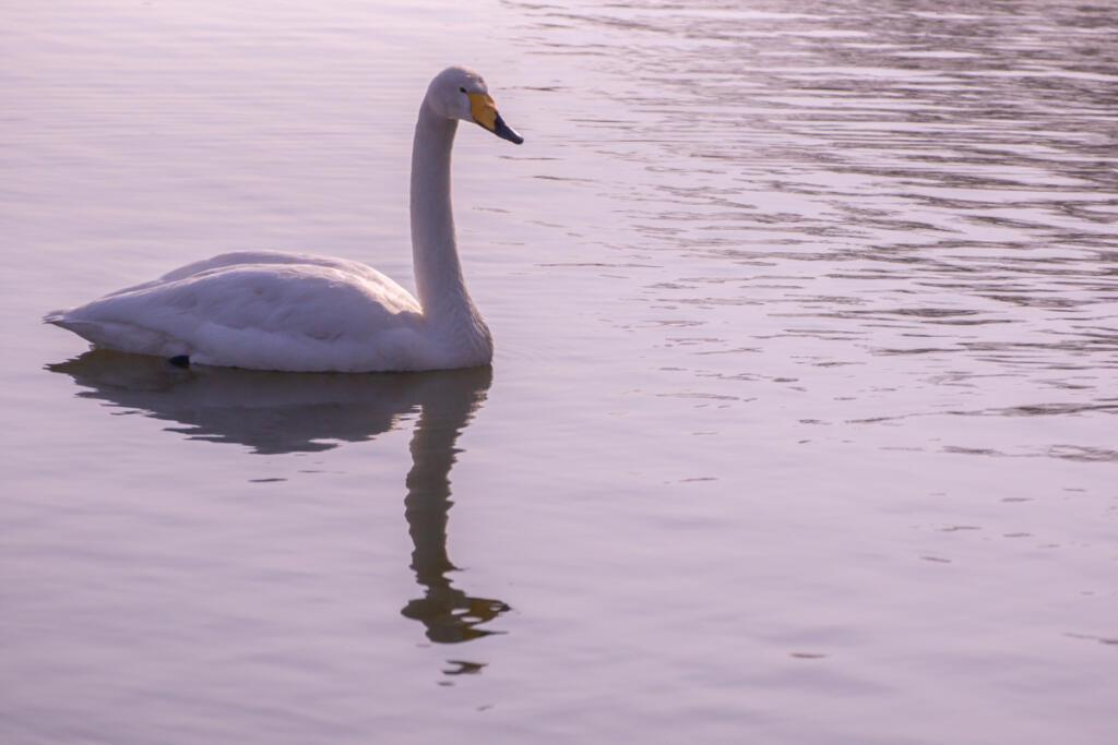 Can we observe swans at Handa Swamp?