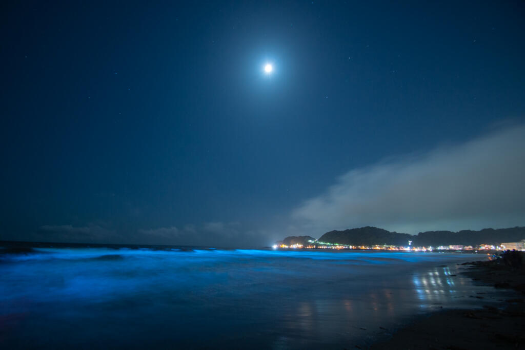 夜光虫が作り出す絶景‼︎夜の海に青く輝く光が現れる