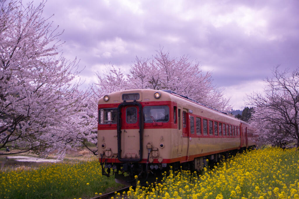 【いすみ鉄道】菜の花と桜の絶景鉄道