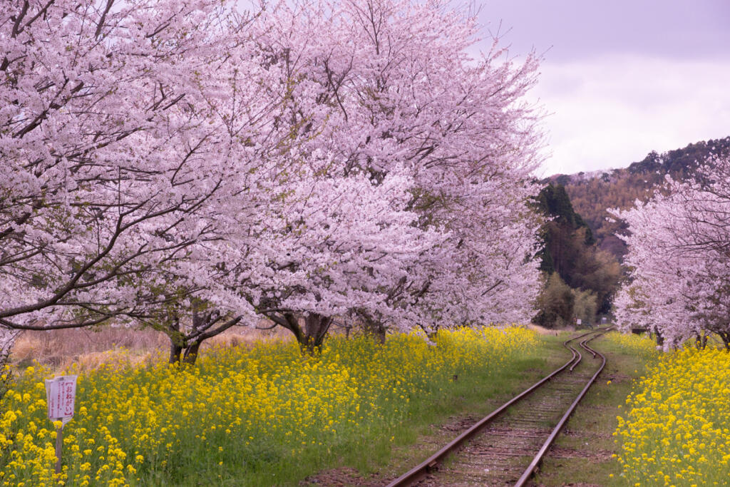 桜のトンネルをくぐる列車