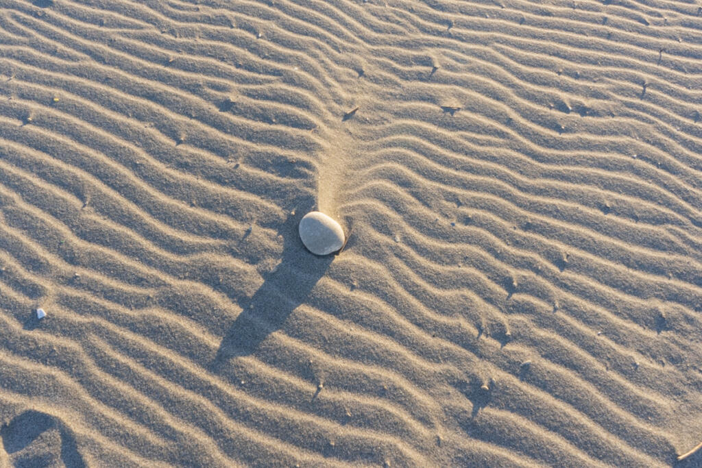 A valuable spawning ground for loggerhead sea turtle